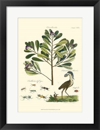 Framed Naturalist Study II Print
