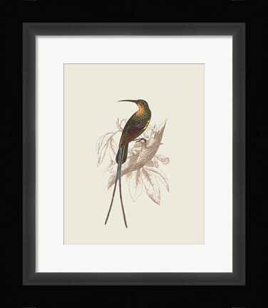 Framed Hummingbird V Print
