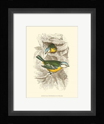 Framed Blue Titmouse Print