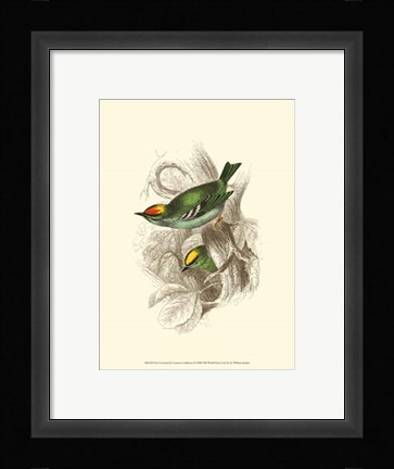 Framed Fire-Crowned and Common Goldcrest Print