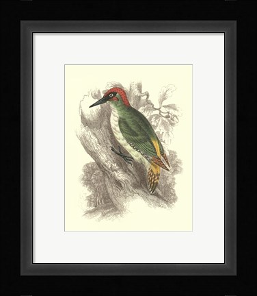 Framed Green Woodpecker Print