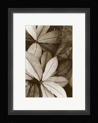 Framed Garden Textures I Print