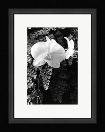 Framed Striking Orchids I Print