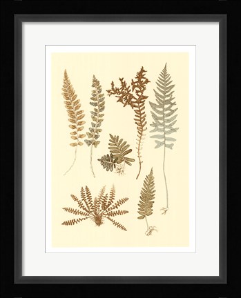 Framed Fern Impressions I Print