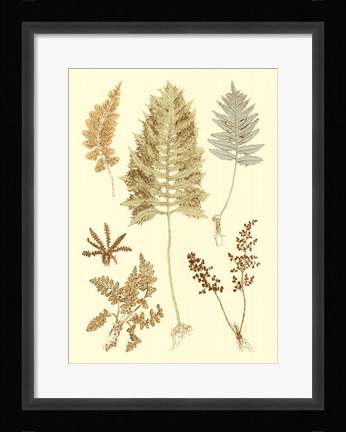 Framed Fern Impressions II Print