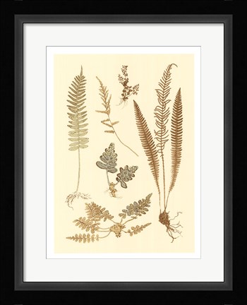 Framed Fern Impressions III Print