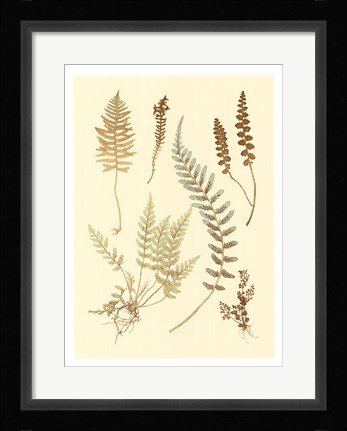 Framed Fern Impressions IV Print