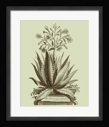 Framed Vintage Aloe I Print