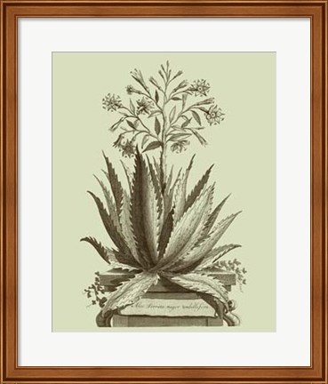 Framed Vintage Aloe I Print