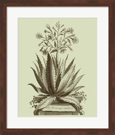 Framed Vintage Aloe I Print