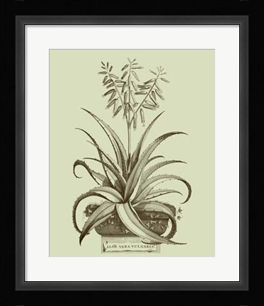 Framed Vintage Aloe II Print