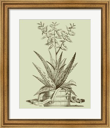Framed Vintage Aloe III Print