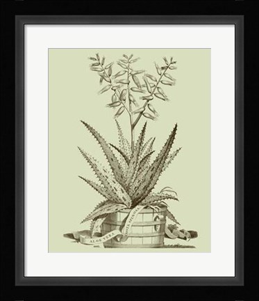 Framed Vintage Aloe III Print