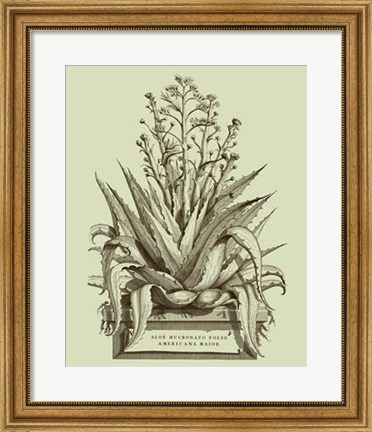 Framed Vintage Aloe IV Print