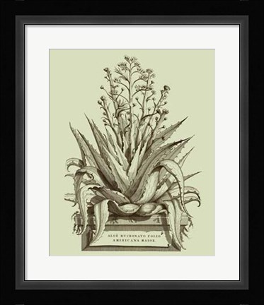 Framed Vintage Aloe IV Print