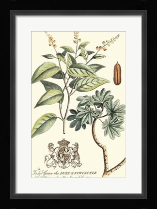 Framed Imperial Foliage IV Print