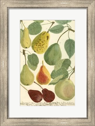 Framed Plentiful Pears I Print