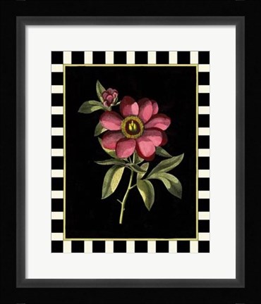 Framed Besler Pink Peony IV Print