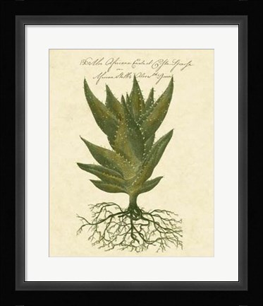 Framed Thornton Exotics I Print