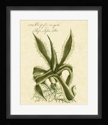 Framed Thornton Exotics III Print