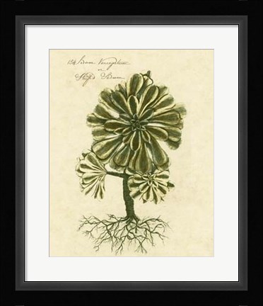 Framed Thornton Exotics IV Print