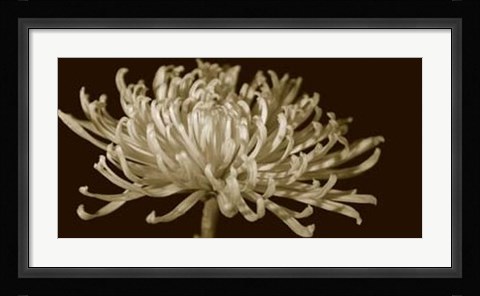 Framed Mammoth Mums I Print