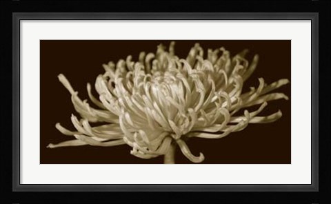 Framed Mammoth Mums II Print