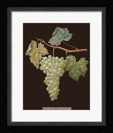 Framed White Grapes Print
