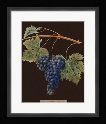 Framed Purple Grapes Print