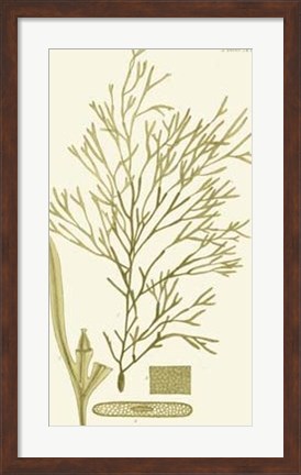Framed Dramatic Seaweed II Print