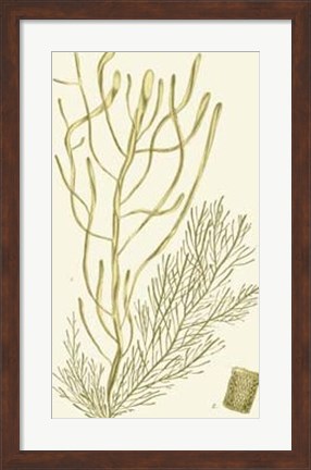 Framed Dramatic Seaweed III Print