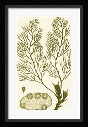 Framed Dramatic Seaweed IV Print