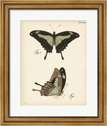 Framed Butterfly Profile III Print