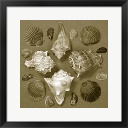Framed Shell Collector Series IV Print