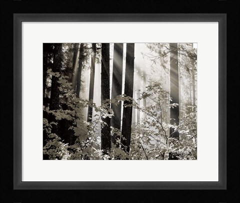 Framed Misty Forest Print