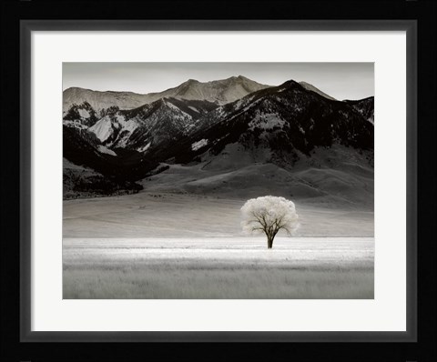 Framed Solitary Tree Print