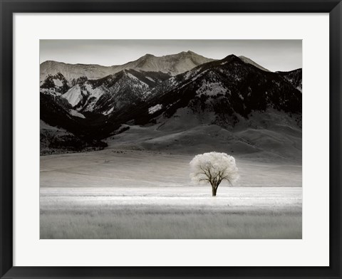 Framed Solitary Tree Print