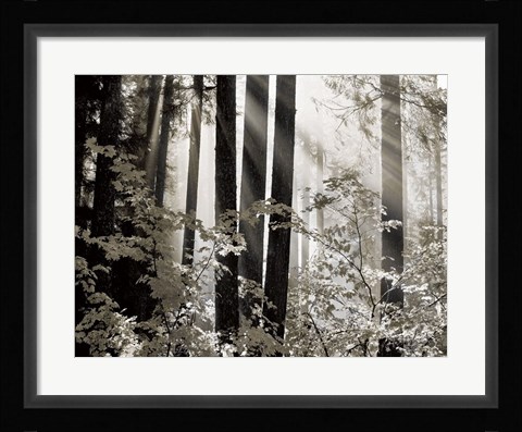 Framed Misty Forest Print