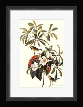 Framed Bachman's Warbler Print