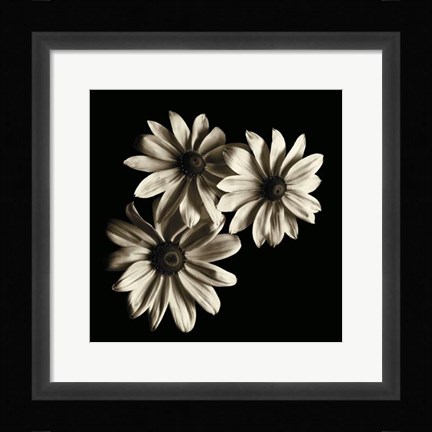 Framed Three Black - Eyed Susans Print