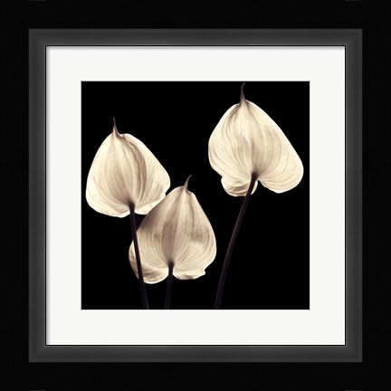 Framed Three Tropicals Print