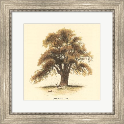 Framed Common Oak Print