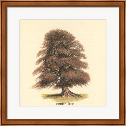 Framed Common Beech Print