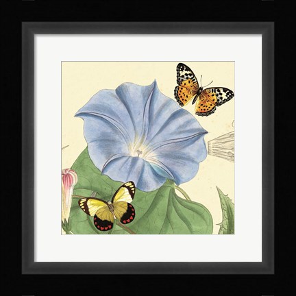 Framed Morning Glory Print