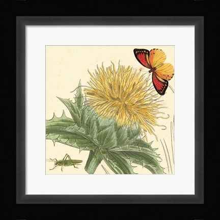 Framed Star Thistle Print