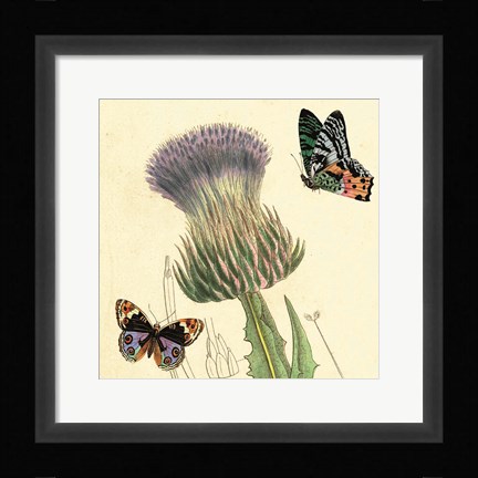 Framed Field Thistle Print