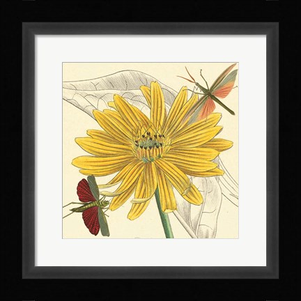 Framed Indian Cup Print