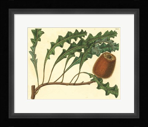 Framed Palmetto I Print