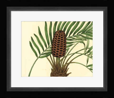 Framed Palmetto III Print