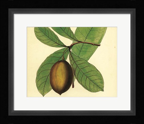 Framed Palmetto IV Print